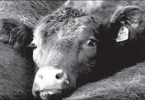 Vacas en el Mercado de Liniers