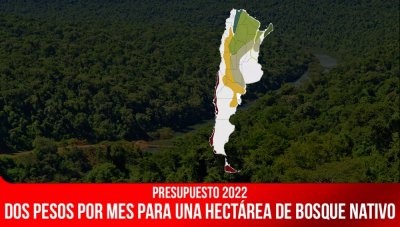 Presupuesto 2022 / Dos pesos por mes para una hectárea de bosque nativo