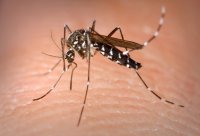 Dengue y sarampión