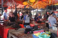 La pandemia y la destrucción ambiental