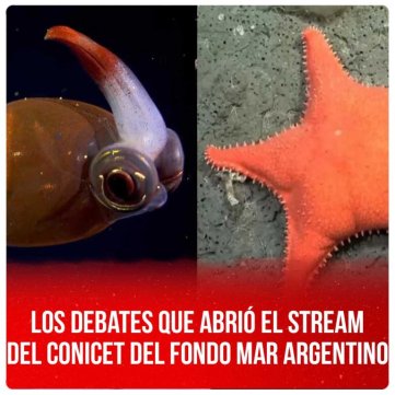 Los debates que abrió el stream del Conicet del fondo mar Argentino