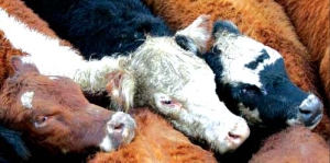 Vacas entrando al Mercado de Liniers